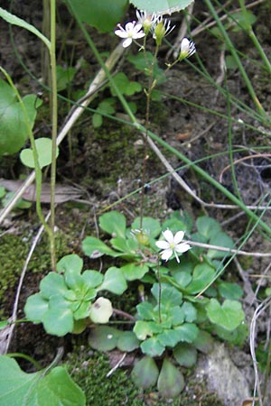 Saxifraga cuneifolia \ Keilblttriger Steinbrech / Lesser London Pride, I Albisola 22.5.2010
