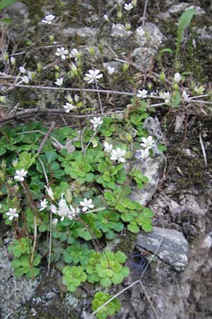 Saxifraga cuneifolia \ Keilblttriger Steinbrech / Lesser London Pride, I Albisola 22.5.2010