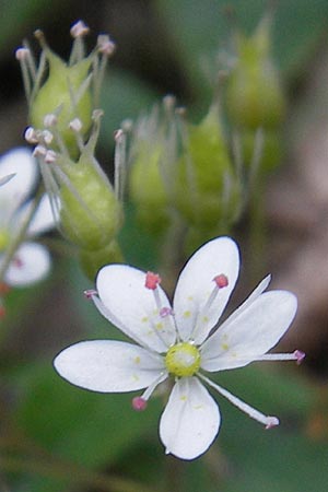 Saxifraga cuneifolia \ Keilblttriger Steinbrech / Lesser London Pride, I Albisola 22.5.2010