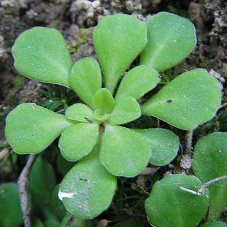 Saxifraga cuneifolia \ Keilblttriger Steinbrech / Lesser London Pride, I Albisola 22.5.2010