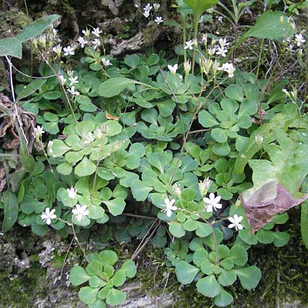 Saxifraga cuneifolia \ Keilblttriger Steinbrech / Lesser London Pride, I Albisola 22.5.2010