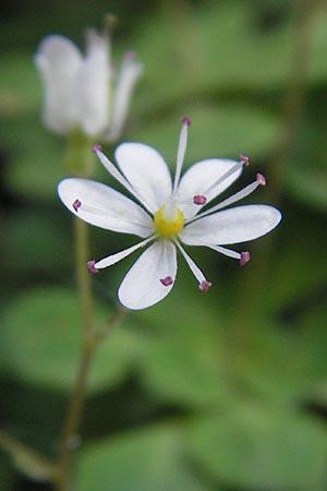 Saxifraga cuneifolia \ Keilblttriger Steinbrech / Lesser London Pride, I Albisola 22.5.2010