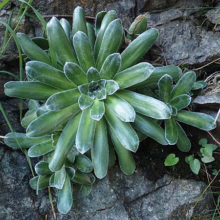 Saxifraga cotyledon \ Strau-Steinbrech / Pyramidal Saxifrage, I Passo San Marco 10.6.2017