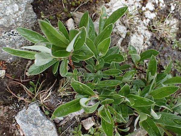 Salix hastata \ Spie�-Weide, Engadin-Weide / Apple-Leaved Willow, I Passo di Gavia 6.7.2026