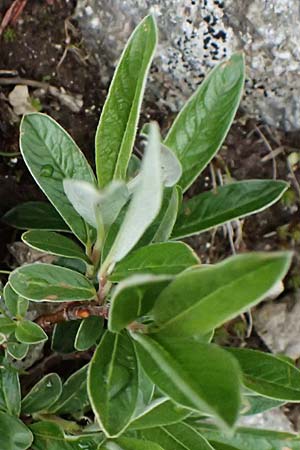 Salix hastata \ Spie�-Weide, Engadin-Weide / Apple-Leaved Willow, I Passo di Gavia 6.7.2026