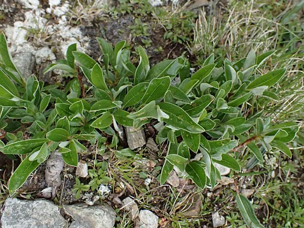 Salix hastata \ Spie�-Weide, Engadin-Weide / Apple-Leaved Willow, I Passo di Gavia 6.7.2026