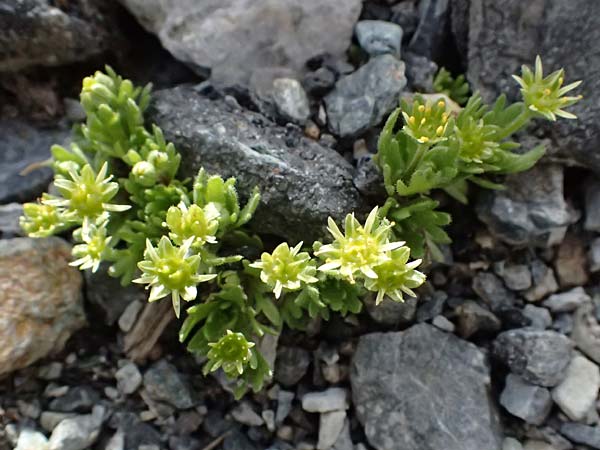 Saxifraga moschata \ Moschus-Steinbrech / Musky Saxifrage, I Stilfser Joch / Passo dello Stelvio 7.7.2026