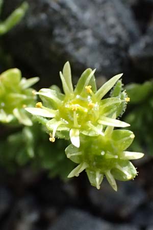 Saxifraga moschata \ Moschus-Steinbrech / Musky Saxifrage, I Stilfser Joch / Passo dello Stelvio 7.7.2026