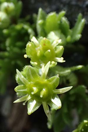 Saxifraga moschata \ Moschus-Steinbrech / Musky Saxifrage, I Stilfser Joch / Passo dello Stelvio 7.7.2026