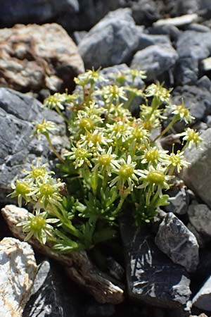Saxifraga moschata \ Moschus-Steinbrech / Musky Saxifrage, I Stilfser Joch / Passo dello Stelvio 7.7.2026
