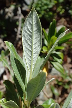 Salix hastata \ Spie�-Weide, Engadin-Weide / Apple-Leaved Willow, I Bormio 9.7.2026