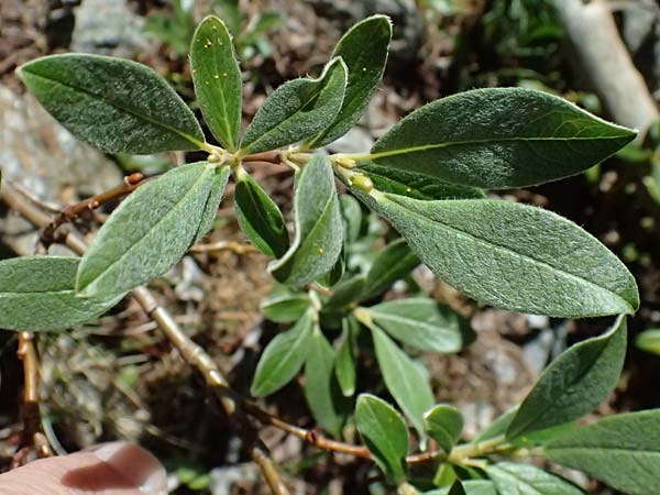 Salix hastata \ Spie�-Weide, Engadin-Weide / Apple-Leaved Willow, I Bormio 9.7.2026