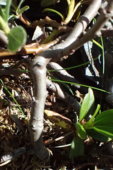 Salix hastata \ Spie�-Weide, Engadin-Weide / Apple-Leaved Willow, I Bormio 9.7.2026