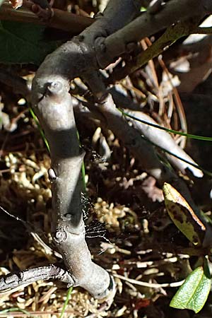 Salix hastata \ Spie�-Weide, Engadin-Weide / Apple-Leaved Willow, I Bormio 9.7.2026