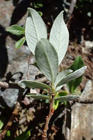 Salix hastata \ Spie�-Weide, Engadin-Weide / Apple-Leaved Willow, I Bormio 9.7.2026
