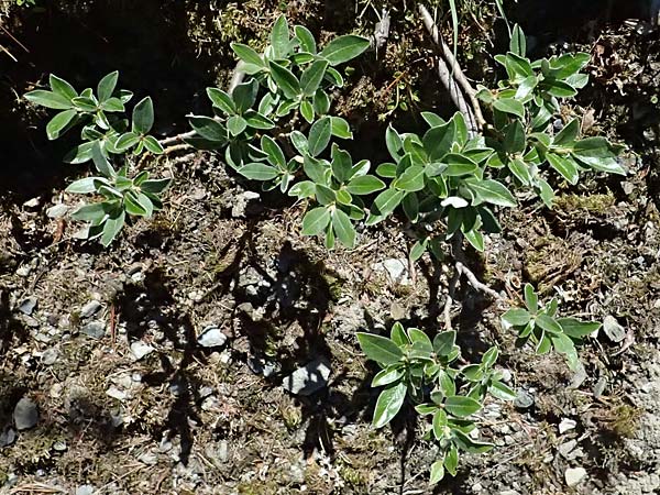 Salix hastata \ Spie�-Weide, Engadin-Weide / Apple-Leaved Willow, I Bormio 9.7.2026