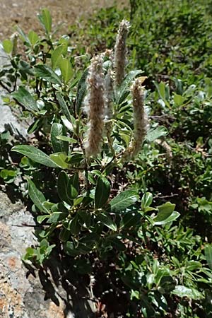 Salix hastata \ Spie�-Weide, Engadin-Weide / Apple-Leaved Willow, I Bormio 9.7.2026