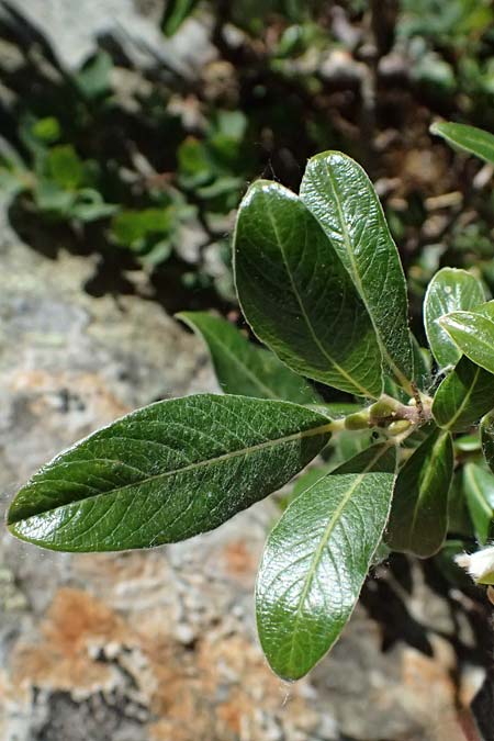 Salix hastata \ Spie�-Weide, Engadin-Weide / Apple-Leaved Willow, I Bormio 9.7.2026