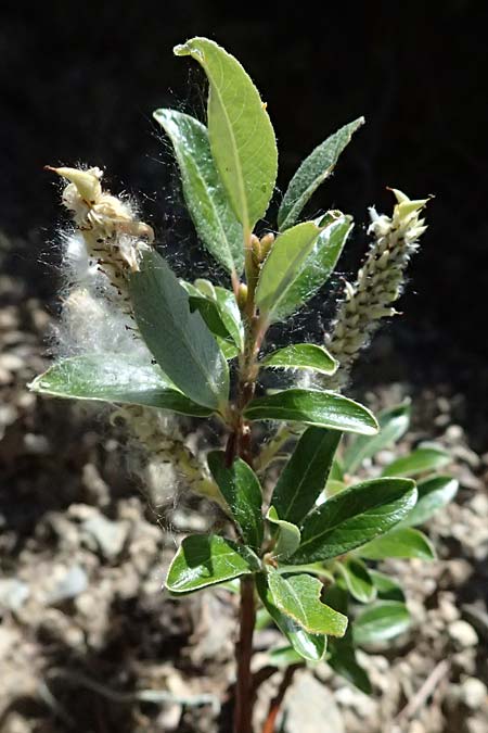 Salix hastata \ Spie�-Weide, Engadin-Weide / Apple-Leaved Willow, I Bormio 9.7.2026