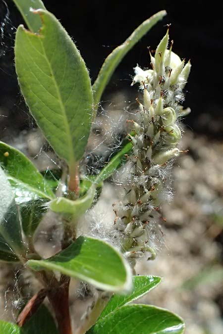 Salix hastata \ Spie�-Weide, Engadin-Weide / Apple-Leaved Willow, I Bormio 9.7.2026