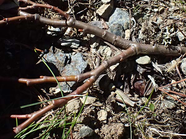 Salix hastata \ Spie�-Weide, Engadin-Weide / Apple-Leaved Willow, I Bormio 9.7.2026