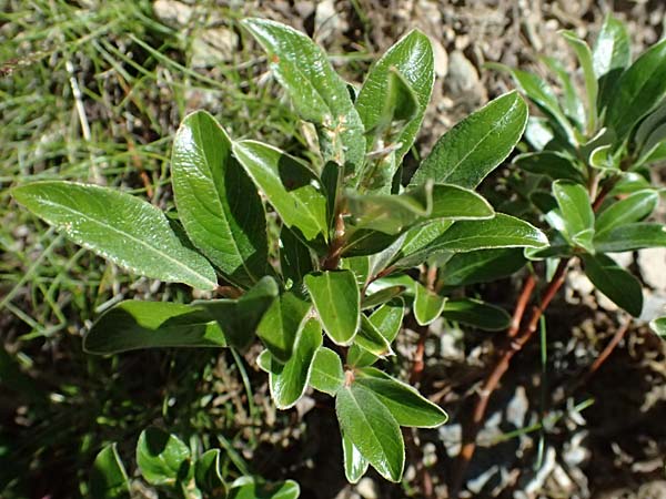 Salix hastata \ Spie�-Weide, Engadin-Weide / Apple-Leaved Willow, I Bormio 9.7.2026