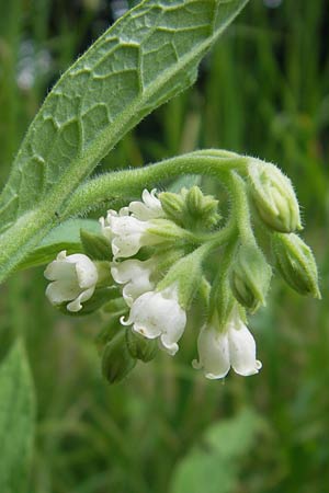 Symphytum bohemicum \ Weier Arznei-Beinwell / Bohemian Comfrey, I Zoppola 31.7.2011