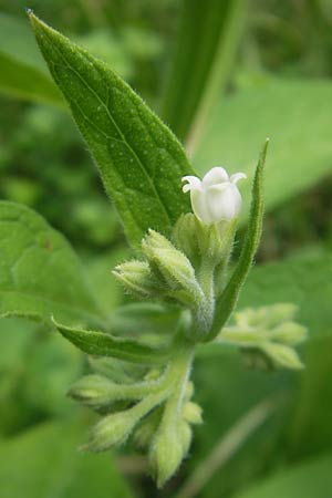 Symphytum bohemicum \ Weier Arznei-Beinwell / Bohemian Comfrey, I Zoppola 31.7.2011