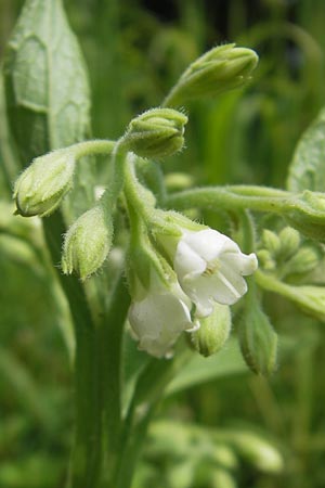 Symphytum bohemicum \ Weier Arznei-Beinwell / Bohemian Comfrey, I Zoppola 31.7.2011