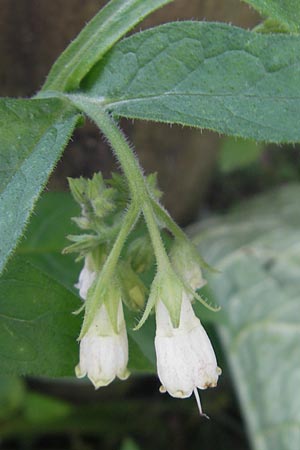 Symphytum bohemicum \ Weier Arznei-Beinwell / Bohemian Comfrey, I Zoppola 31.7.2011