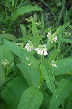 Symphytum bohemicum \ Weier Arznei-Beinwell / Bohemian Comfrey, I Zoppola 31.7.2011