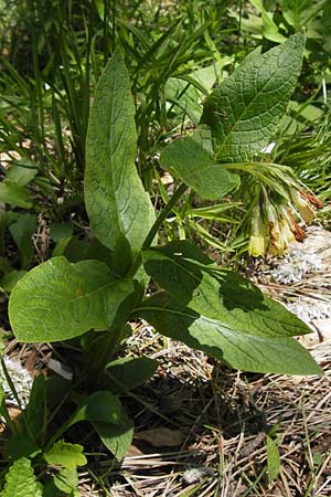 Symphytum tuberosum subsp. angustifolium \ Schmalbl&auml;ttriger Beinwell / Narrow-Leaved Comfrey, I Liguria, Monte Beigua 24.5.2013