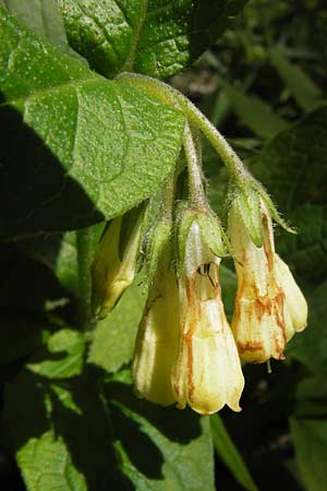 Symphytum tuberosum subsp. angustifolium \ Schmalbl&auml;ttriger Beinwell / Narrow-Leaved Comfrey, I Liguria, Monte Beigua 24.5.2013