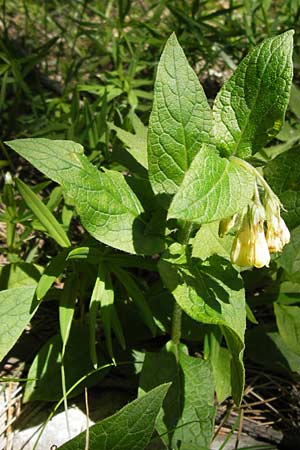 Symphytum tuberosum subsp. angustifolium \ Schmalbl&auml;ttriger Beinwell / Narrow-Leaved Comfrey, I Liguria, Monte Beigua 24.5.2013