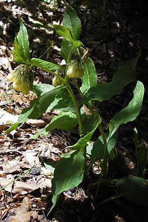 Symphytum tuberosum subsp. angustifolium \ Schmalbl&auml;ttriger Beinwell / Narrow-Leaved Comfrey, I Liguria, Monte Beigua 24.5.2013