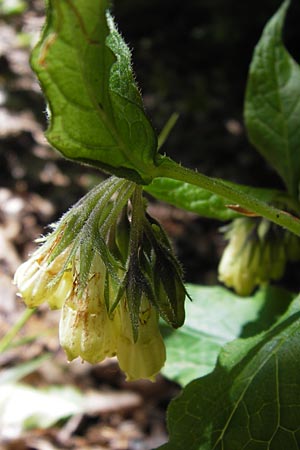 Symphytum tuberosum subsp. angustifolium \ Schmalbl&auml;ttriger Beinwell / Narrow-Leaved Comfrey, I Liguria, Monte Beigua 24.5.2013