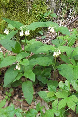 Symphytum tuberosum subsp. angustifolium \ Schmalbl&auml;ttriger Beinwell / Narrow-Leaved Comfrey, I Liguria, Pieve di Teco 27.5.2013