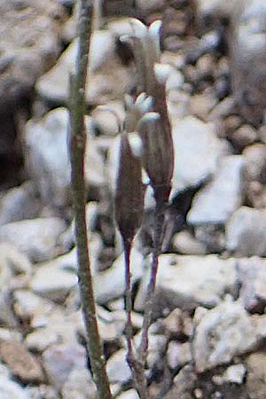 Soldanella minima \ Kleinstes Alpenglckchen / Smallest Soldanella, I Prags,  Weißlahnsattel 6.7.2022