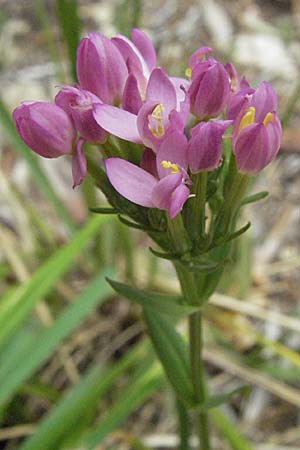 Centaurium erythraea \ Echtes Tausendgldenkraut / Common Centaury, I Ancona 29.5.2007