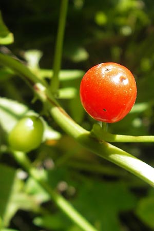 Dioscorea communis \ Schmerwurz / Black Bryony, I Zoppola 31.7.2011