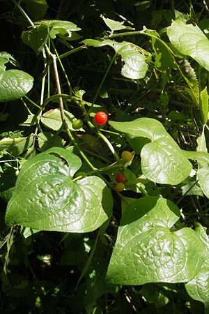Dioscorea communis \ Schmerwurz / Black Bryony, I Zoppola 31.7.2011