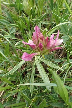 Trifolium alpinum \ Alpen-Klee / Alpine Clover, I Alpi Bergamasche, Pizzo Arera 9.6.2017