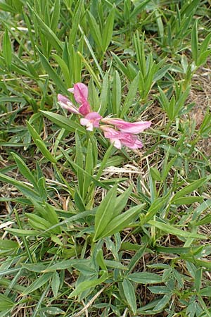 Trifolium alpinum \ Alpen-Klee / Alpine Clover, I Alpi Bergamasche, Pizzo Arera 9.6.2017