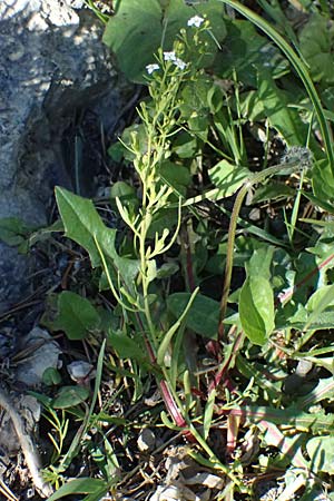 Thesium alpinum \ Alpen-Bergflachs, Alpen-Leinblatt / Alpine Bastard Toadflax, I Lago di Cancano 10.7.2026