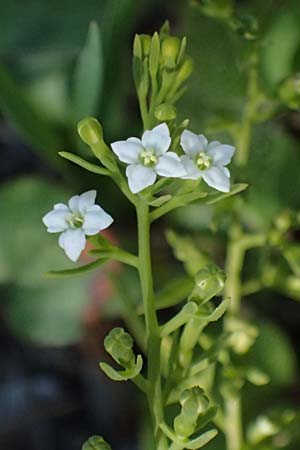 Thesium alpinum \ Alpen-Bergflachs, Alpen-Leinblatt / Alpine Bastard Toadflax, I Lago di Cancano 10.7.2026