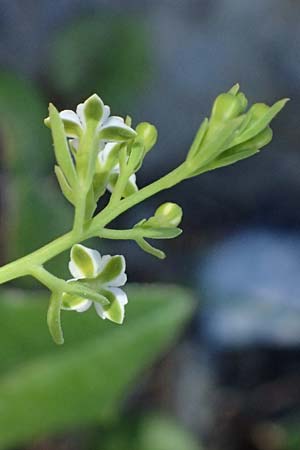 Thesium alpinum \ Alpen-Bergflachs, Alpen-Leinblatt / Alpine Bastard Toadflax, I Lago di Cancano 10.7.2026