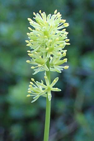 Tofieldia calyculata \ Gewhnliche Simsenlilie / Mountain Scottish Asphodel, I Prags,  Weißlahnsattel 6.7.2022