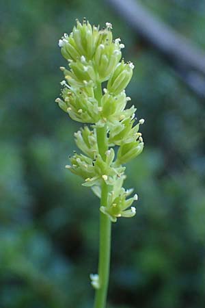 Tofieldia calyculata \ Gewhnliche Simsenlilie / Mountain Scottish Asphodel, I Prags,  Weißlahnsattel 6.7.2022