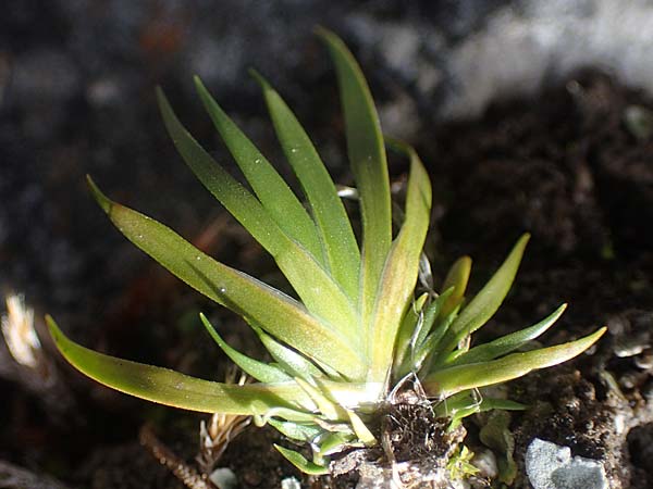 Tofieldia calyculata \ Gewhnliche Simsenlilie / Mountain Scottish Asphodel, I Prags,  Weißlahnsattel 6.7.2022