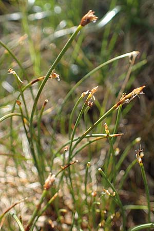 Trichophorum cespitosum subsp. cespitosum \ Gewhnliche Rasenbinse / Deer Grass, I Südtirol,  Stallersattel 6.7.2022